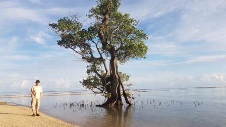 Wayan and a mangrove tree in Enggano
