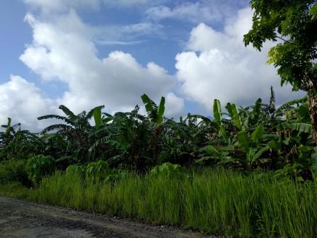 Palm trees